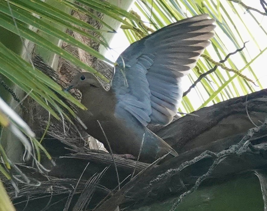 hrdlička karibská - ML646093558