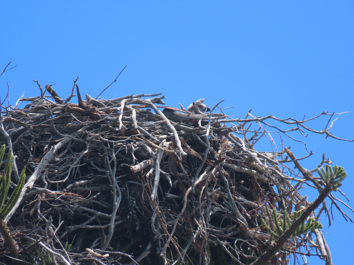 Balbuzard pêcheur - ML646093564