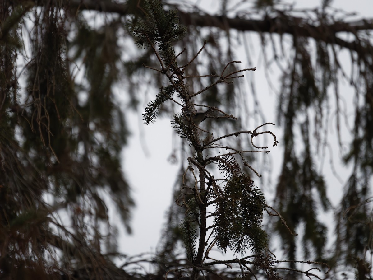 Black-throated Gray Warbler - ML646093571