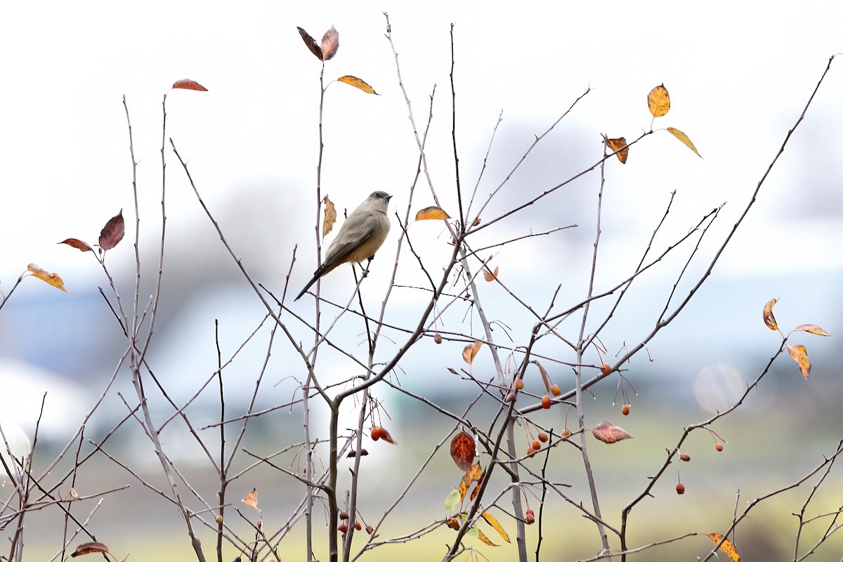 Say's Phoebe - ML646093572