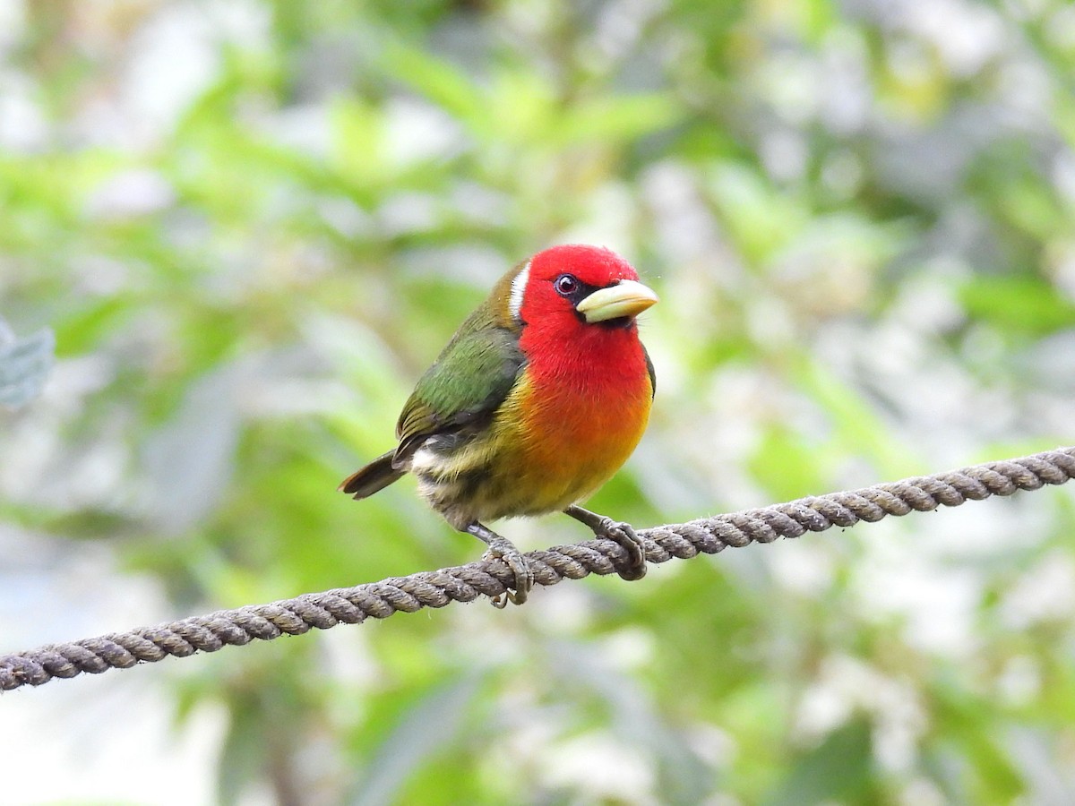 Red-headed Barbet - ML646093573