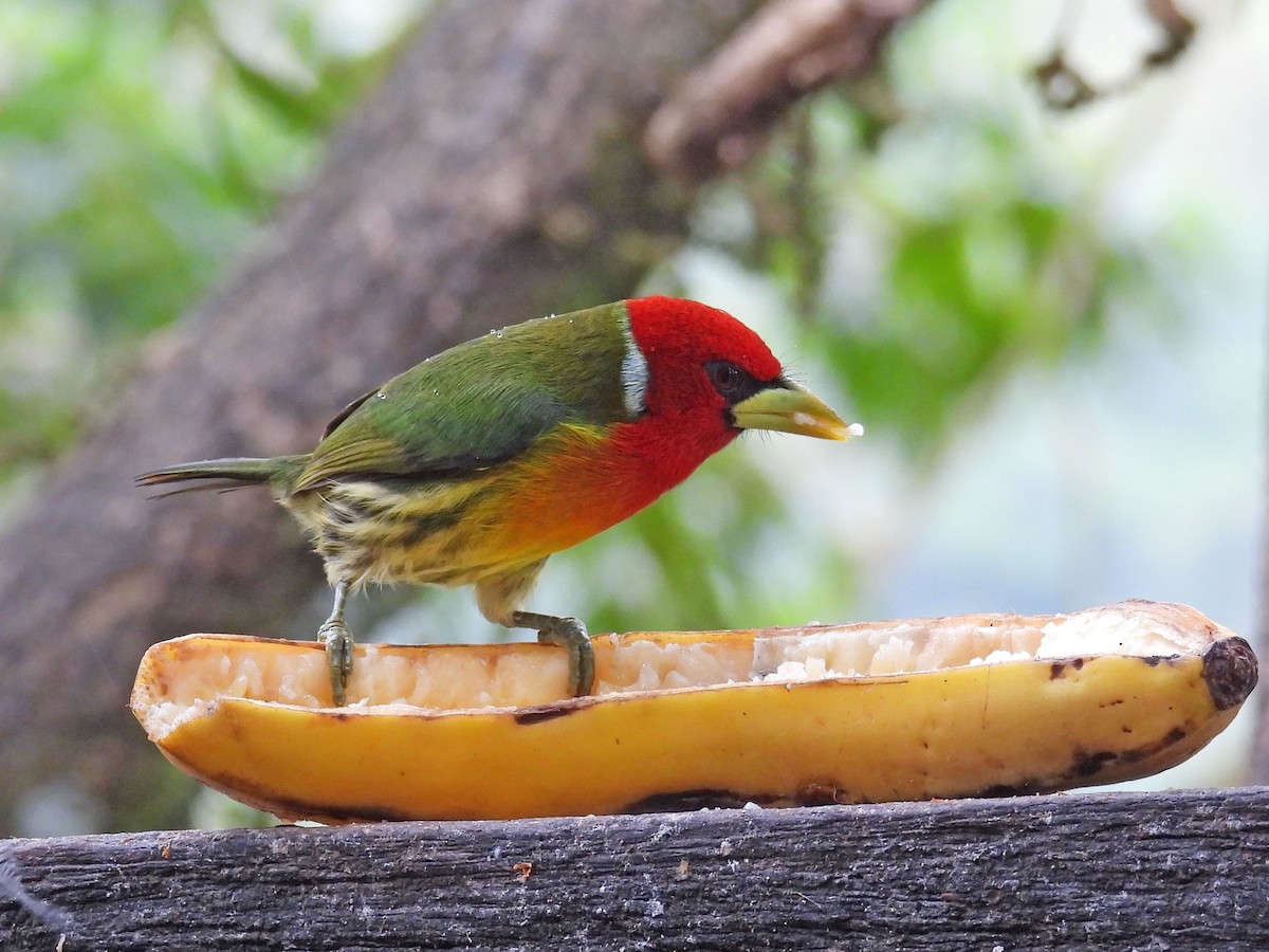 Red-headed Barbet - ML646093575