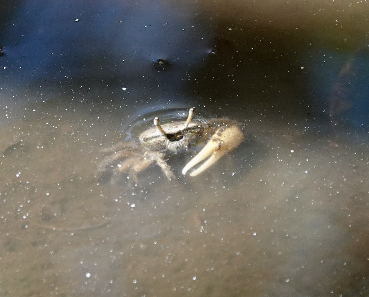 Crustaceans - ML646093576