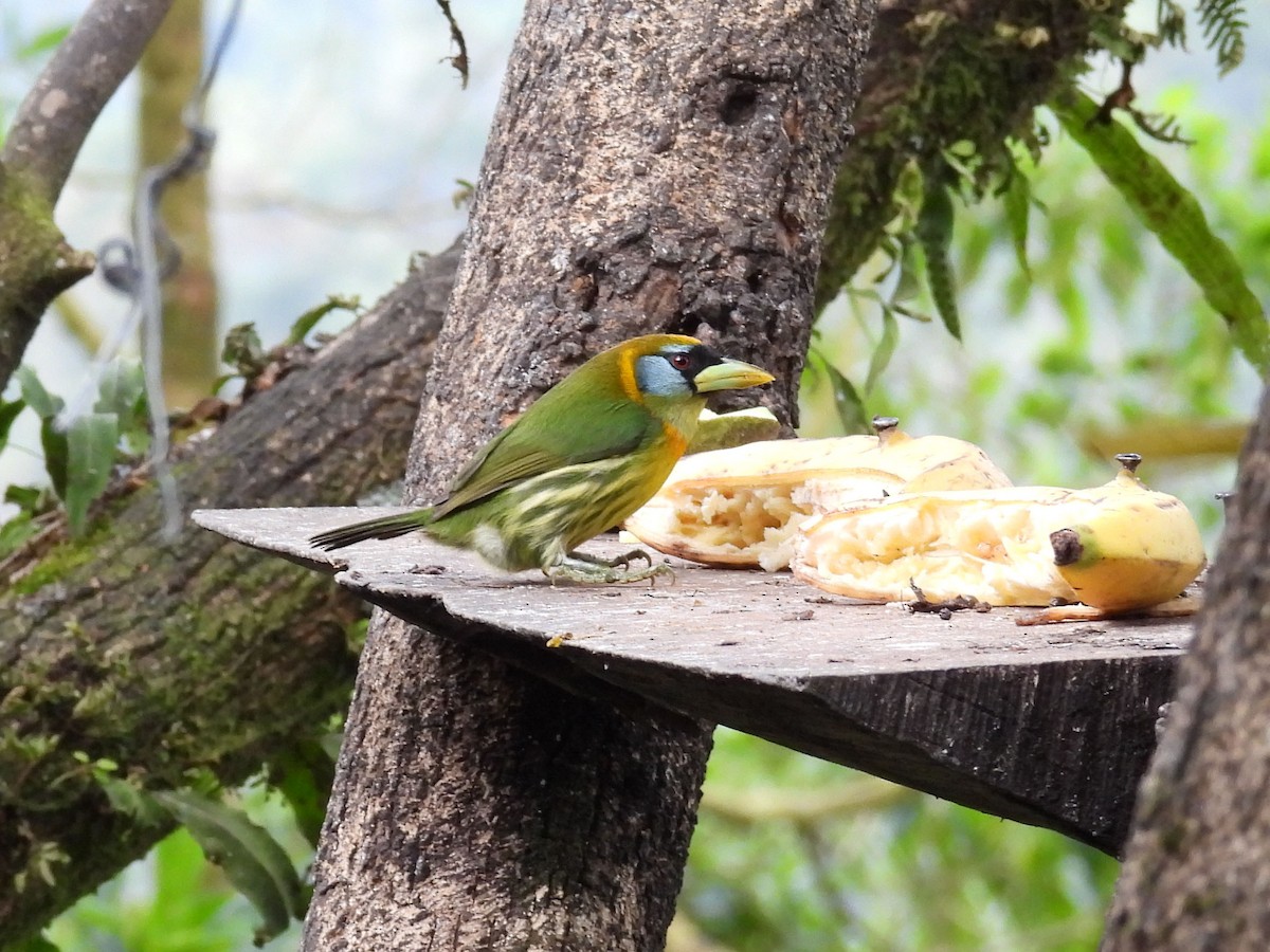 Red-headed Barbet - ML646093588
