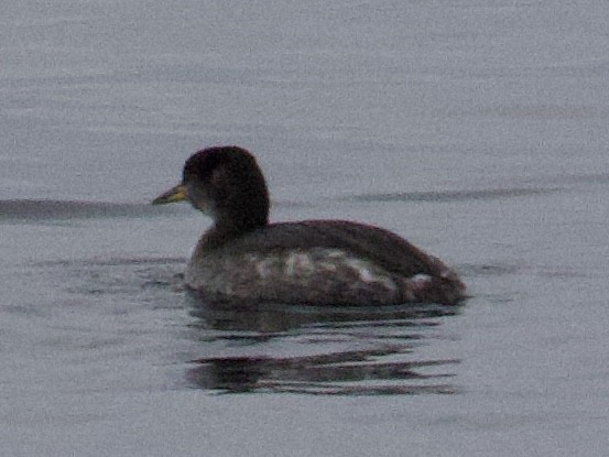 Somormujo Cuellirrojo - ML646093589