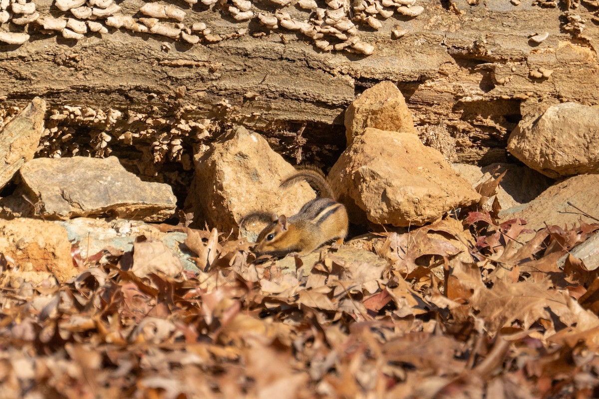 Eastern Chipmunk - ML646093590
