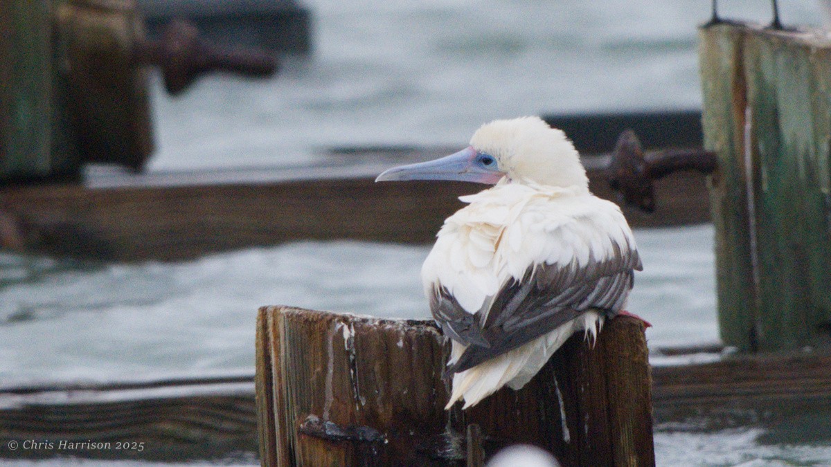 Fou à pieds rouges - ML646093591