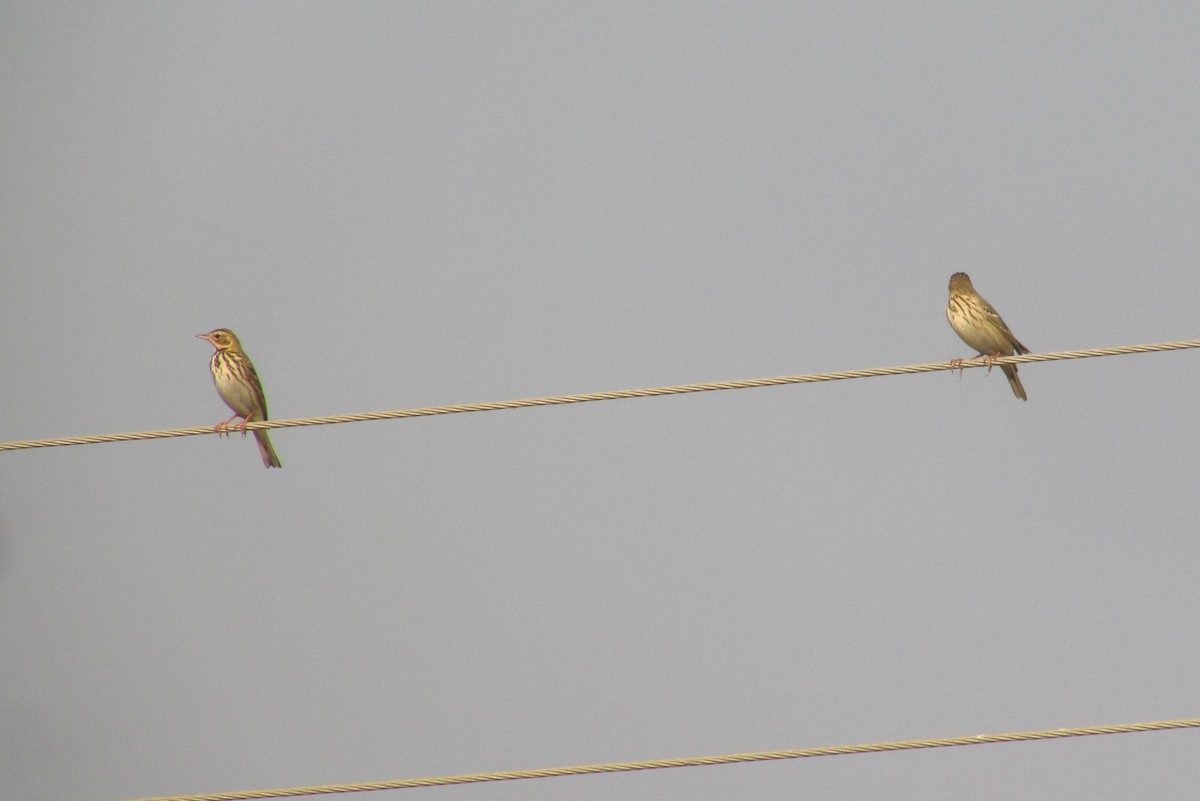 Pipit des arbres - ML646093592