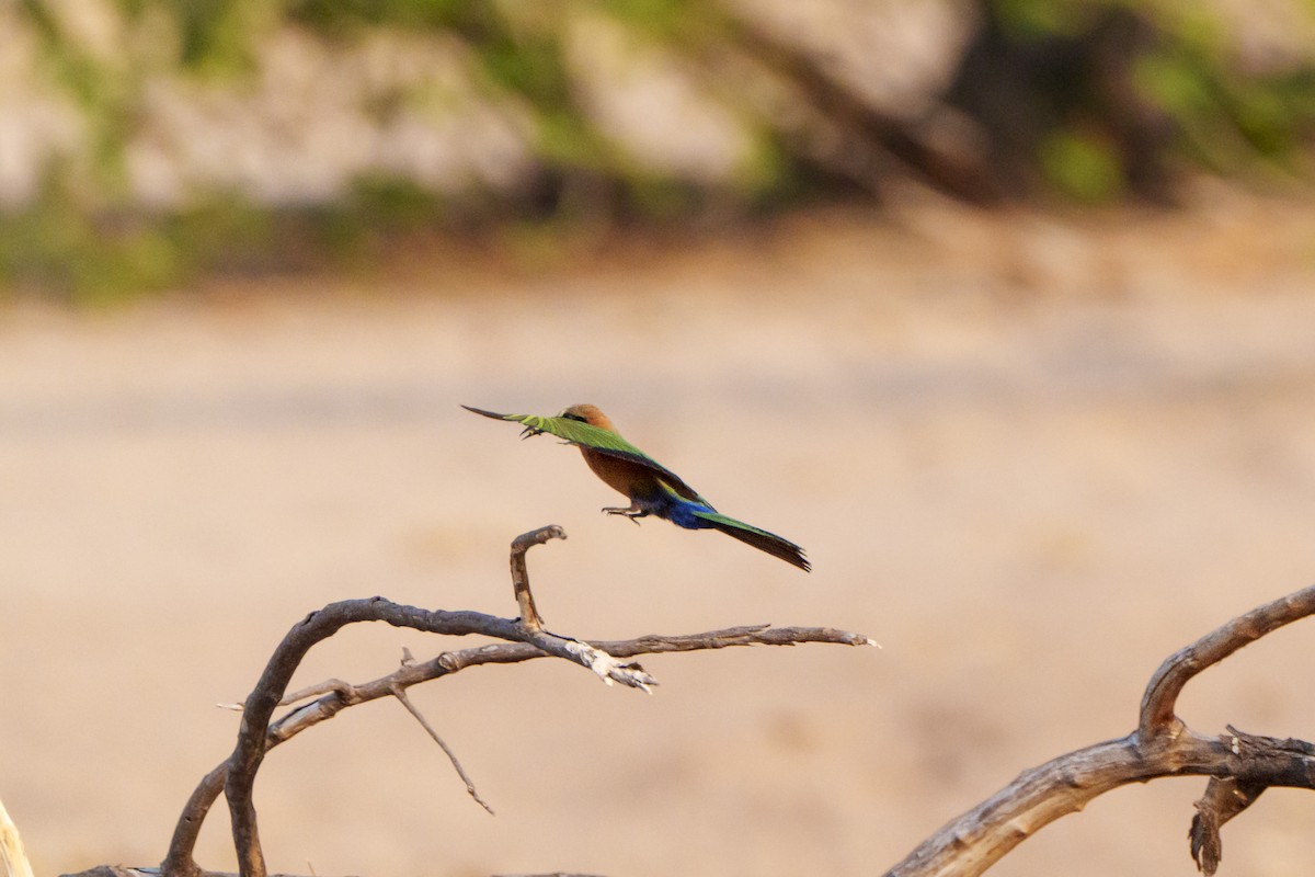 Guêpier à front blanc - ML646093593