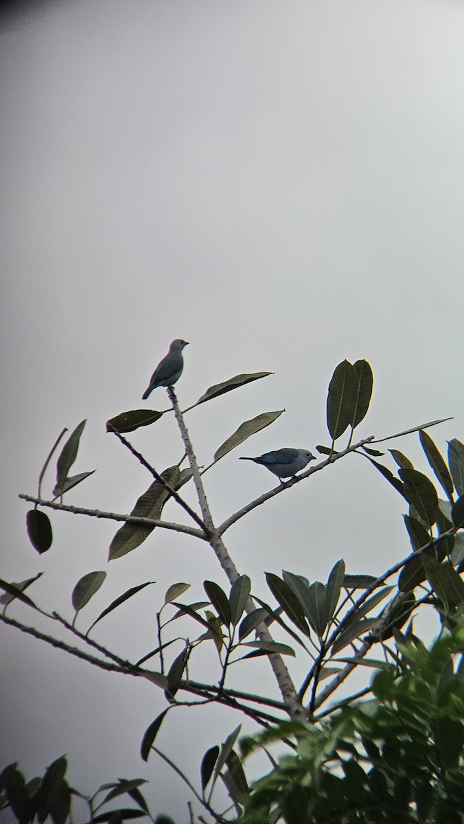 Tangara évêque - ML646093594