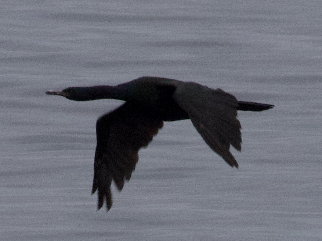 Cormoran pélagique - ML646093595