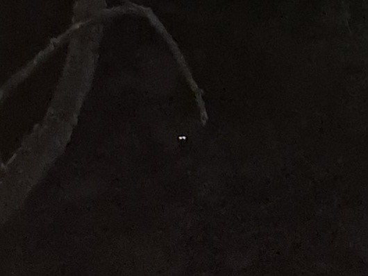 Chouette hulotte - ML646093596