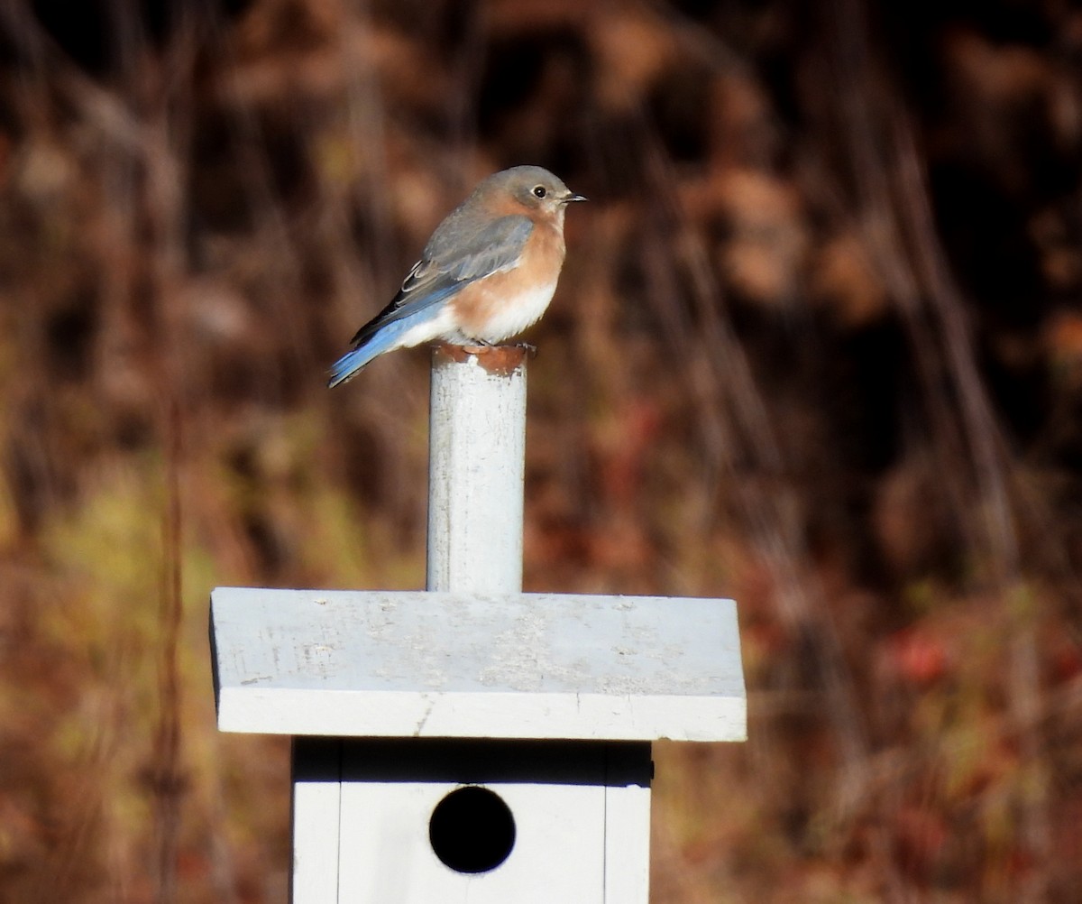 Merlebleu de l'Est - ML646093597