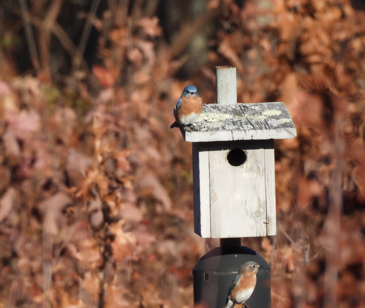 Merlebleu de l'Est - ML646093598