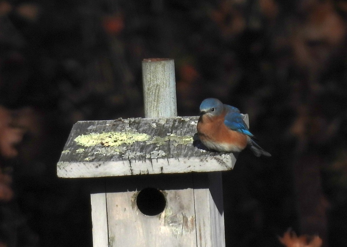 Merlebleu de l'Est - ML646093599