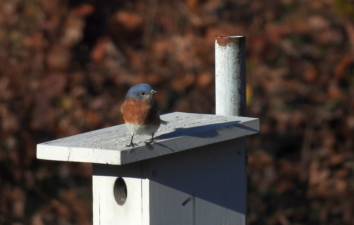 Merlebleu de l'Est - ML646093600