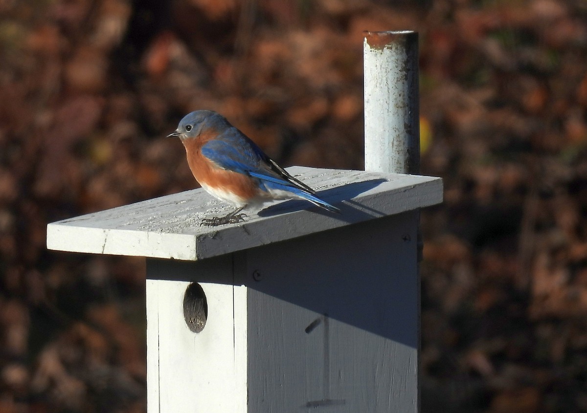 Merlebleu de l'Est - ML646093601