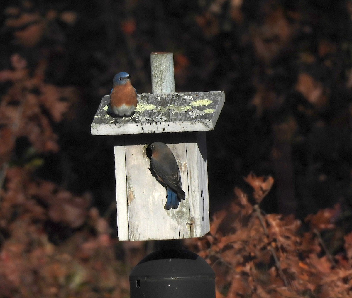 Merlebleu de l'Est - ML646093602