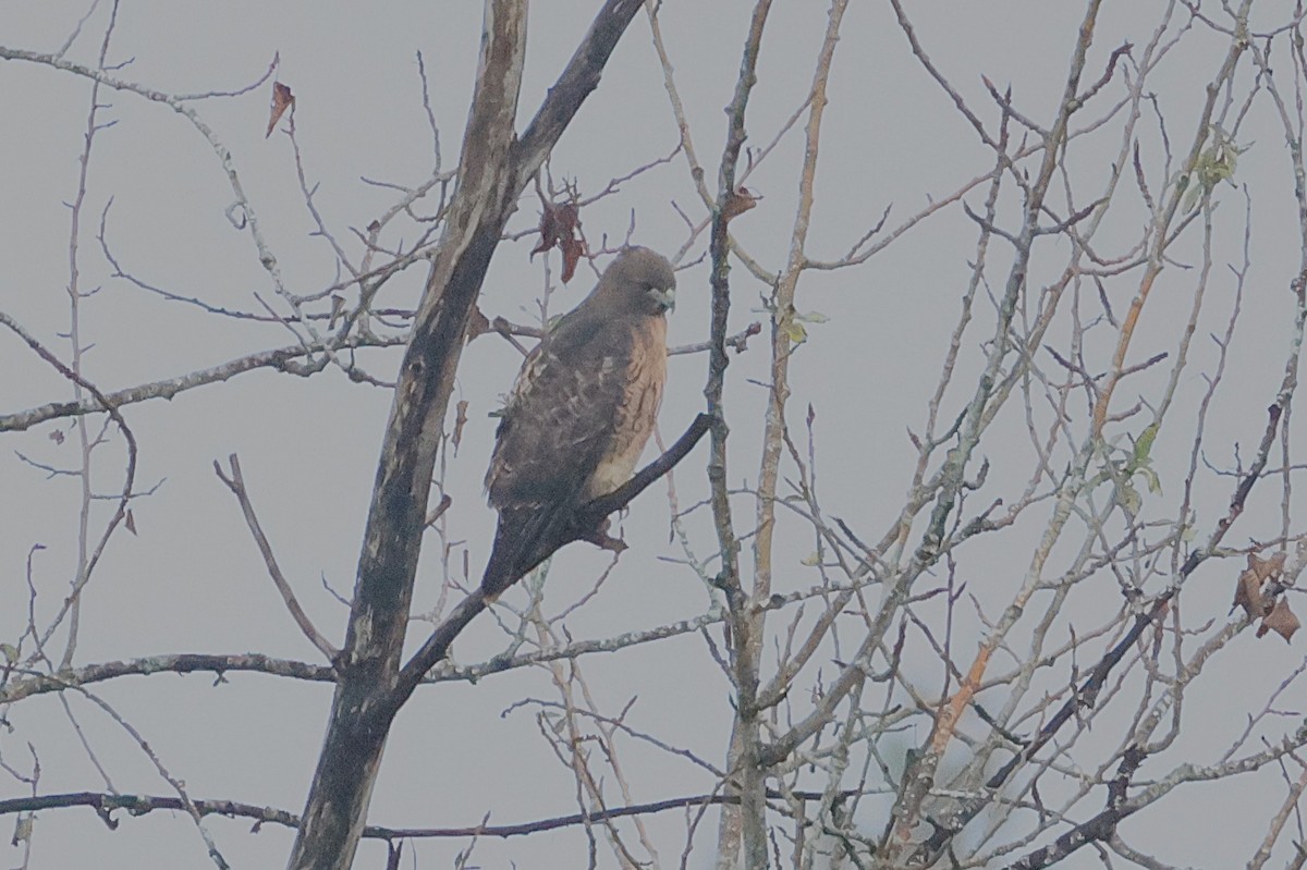 Épervier de Cooper - ML646093603