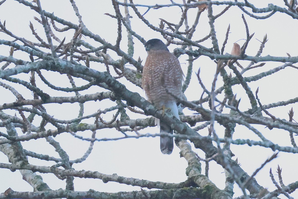 Épervier de Cooper - ML646093604