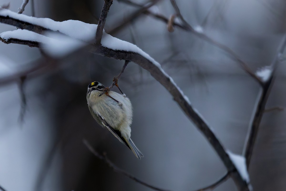Roitelet à couronne dorée - ML646093606