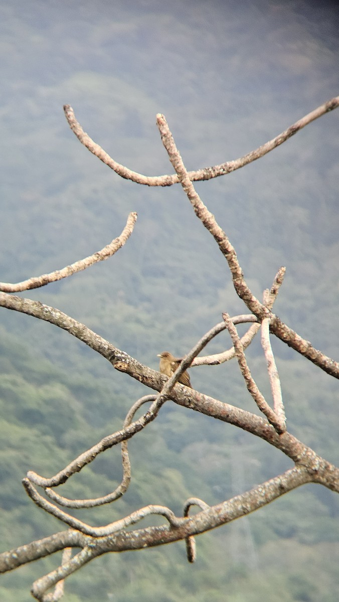 Merle fauve - ML646093607