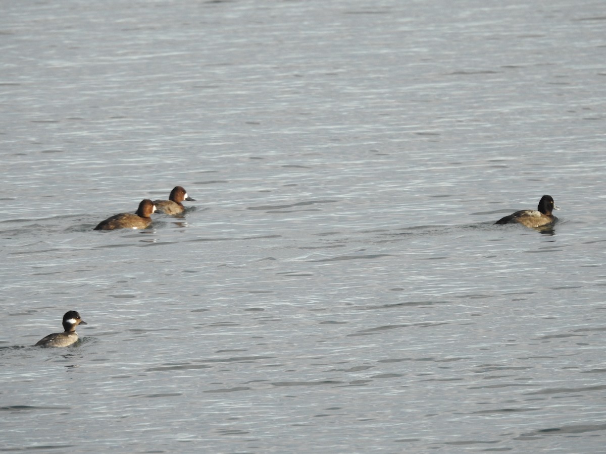 Petit Fuligule - ML646093608