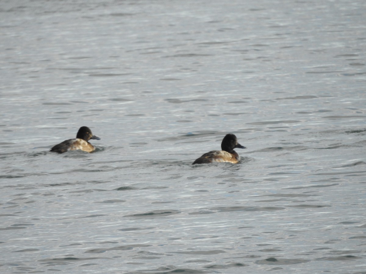 Petit Fuligule - ML646093609