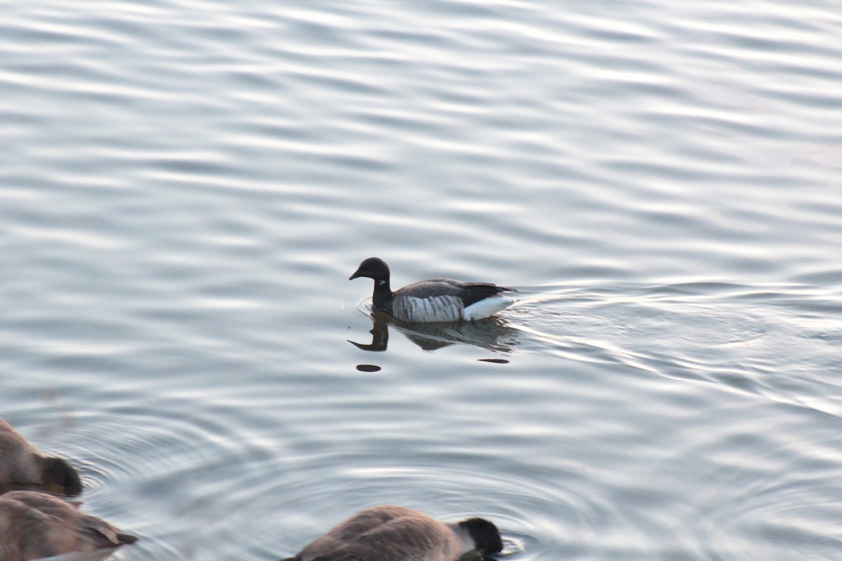 Bernache cravant - ML646093610