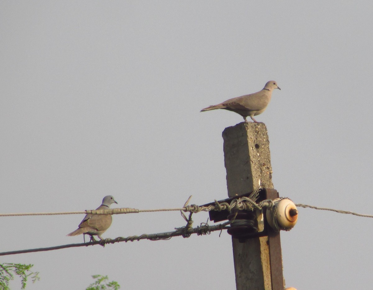 Tourterelle turque - ML646093611