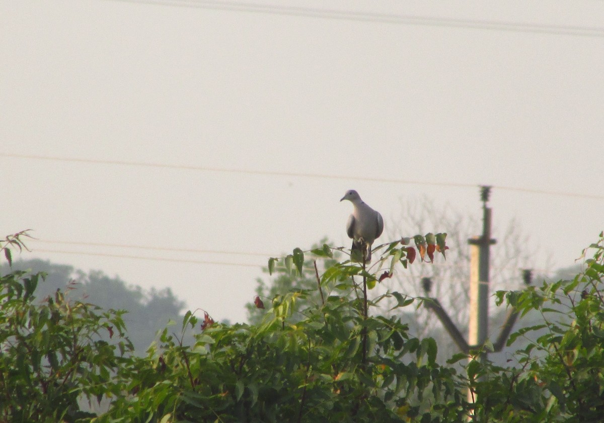 Tourterelle turque - ML646093612