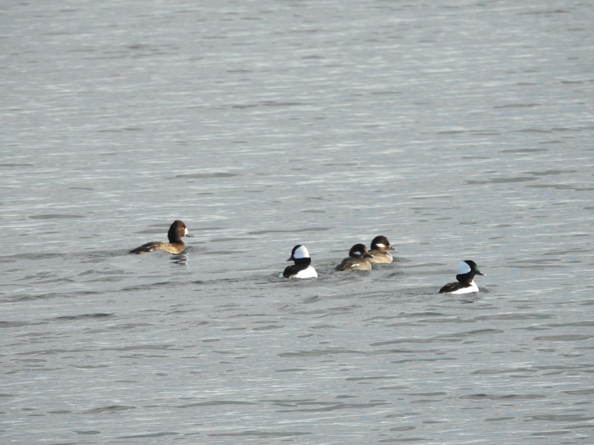 Petit Garrot - ML646093613