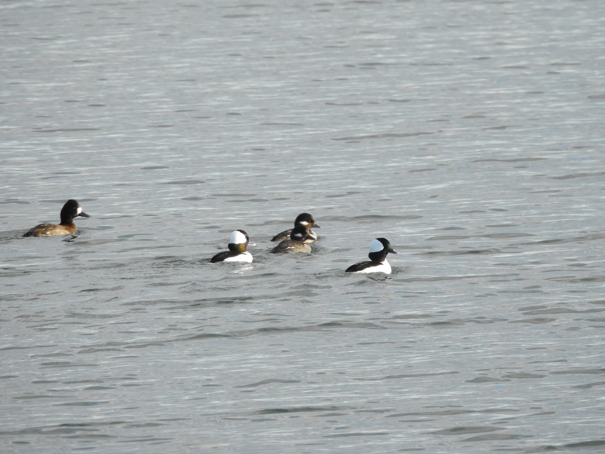 Petit Garrot - ML646093614