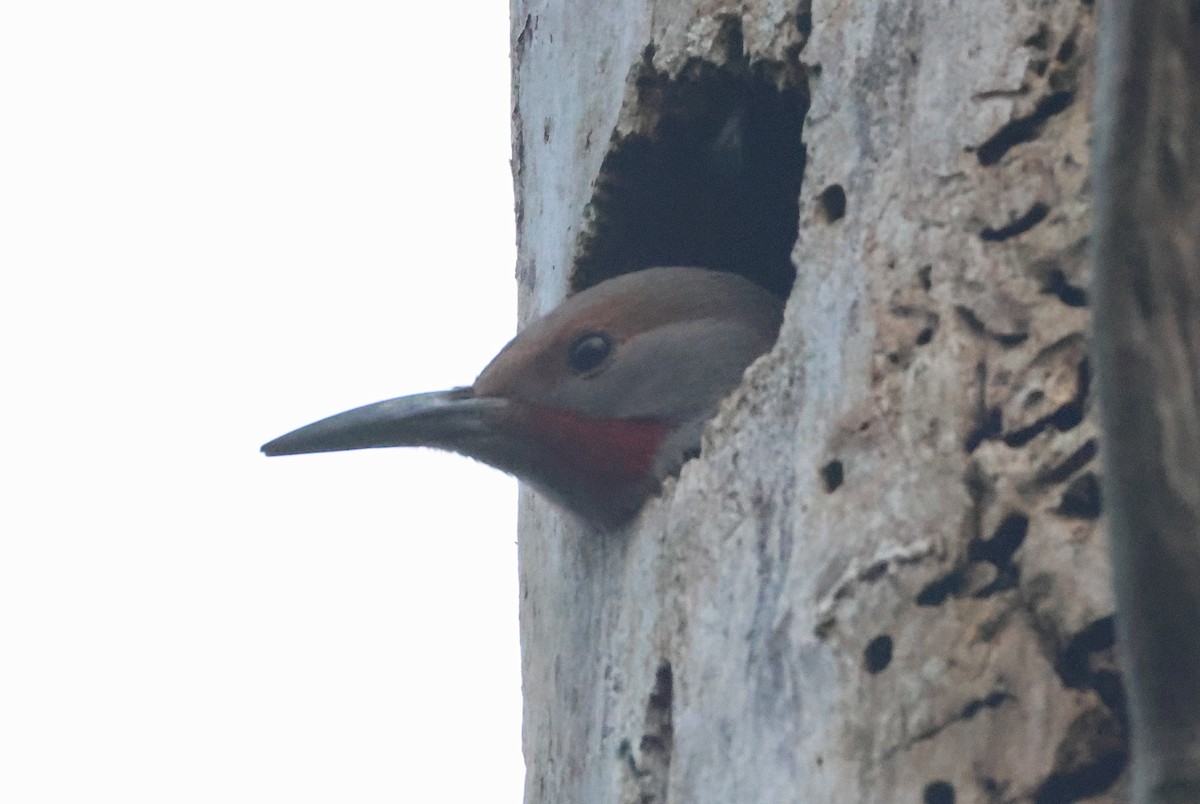 Pic flamboyant - ML646093615