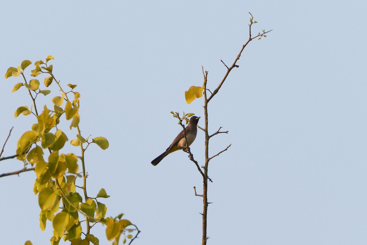 Bulbul des jardins - ML646093617