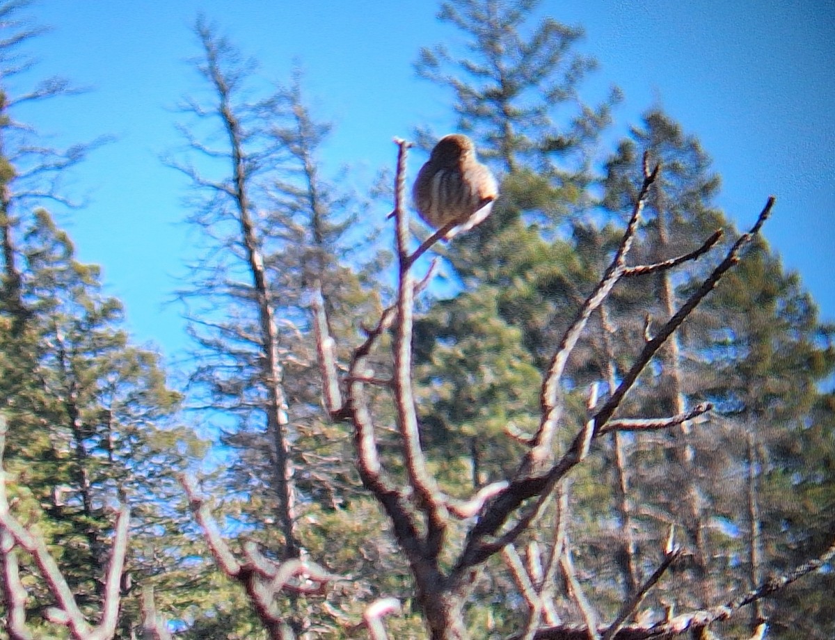 Chevêchette naine - ML646093618