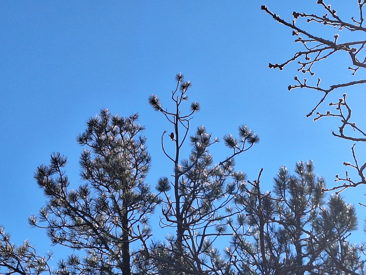 Chevêchette naine - ML646093619