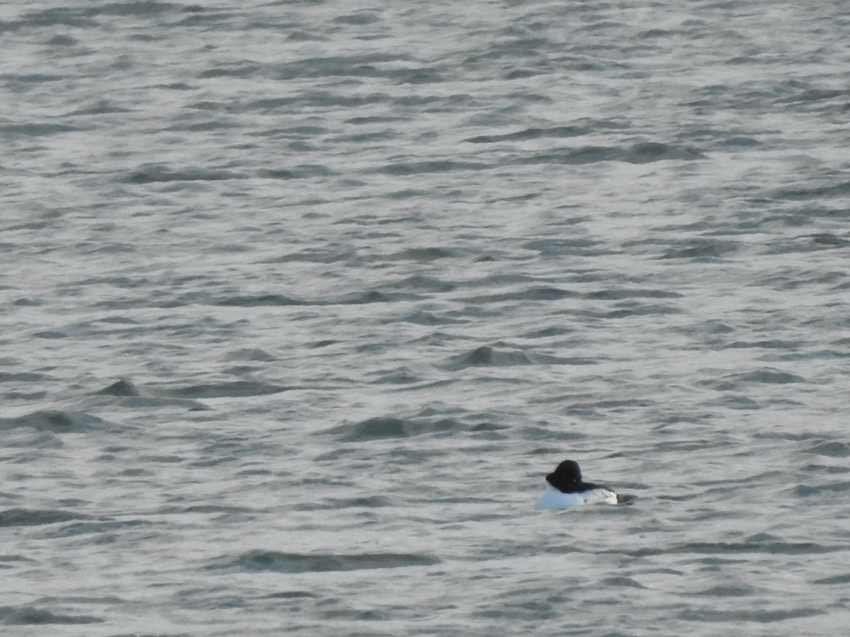 Garrot à oeil d'or - ML646093620