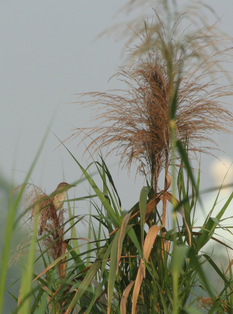 קנית אפריקנית - ML646093621