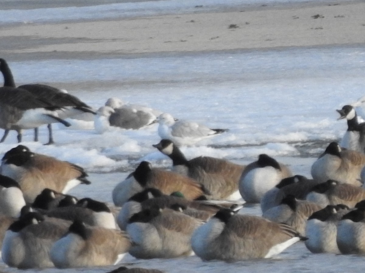 Zafferano - ML646093633