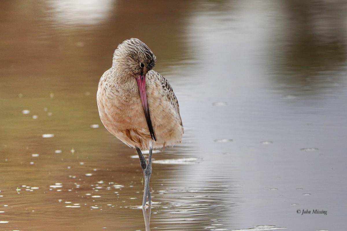 Marbled Godwit - ML646093635
