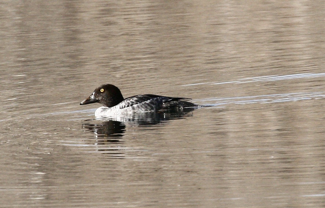 Common Goldeneye - ML646093638