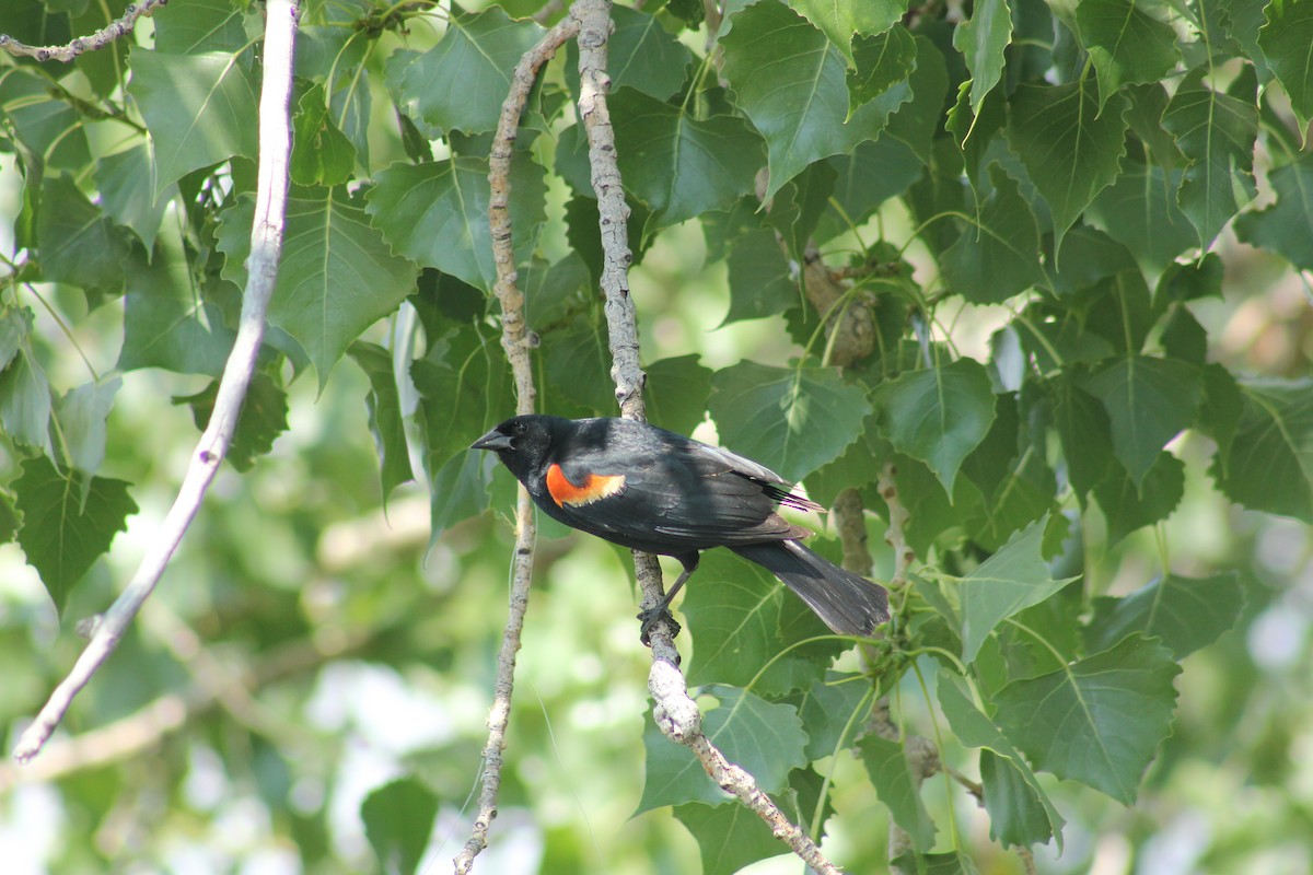 rødvingetrupial - ML646093643