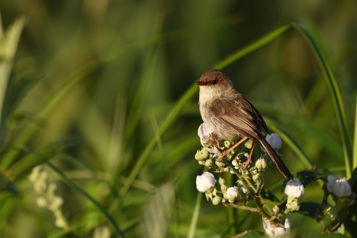 Superb Fairywren - ML646093649
