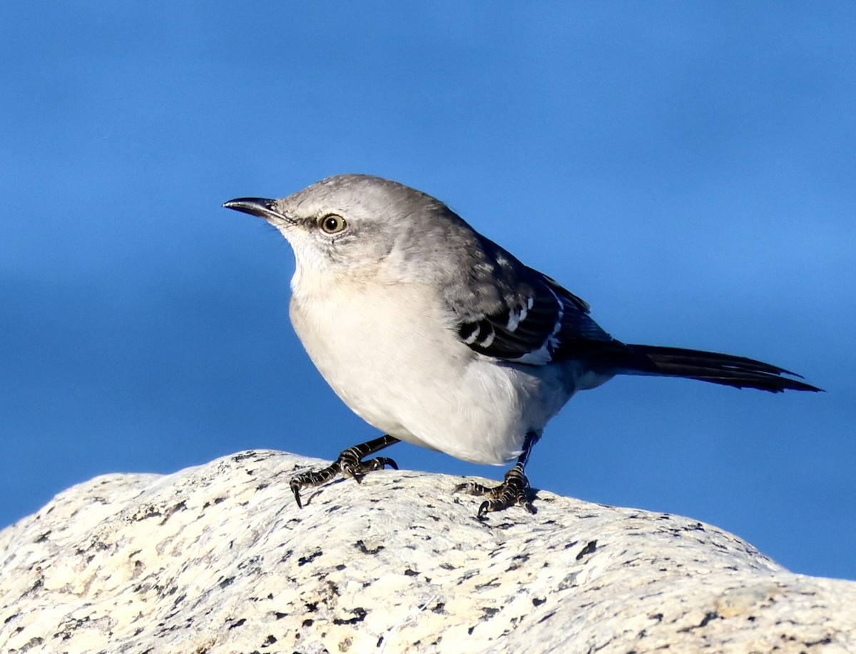 Northern Mockingbird - ML646093650