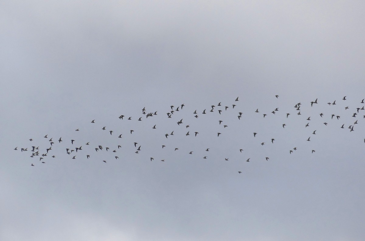 Сивка звичайна - ML646093654