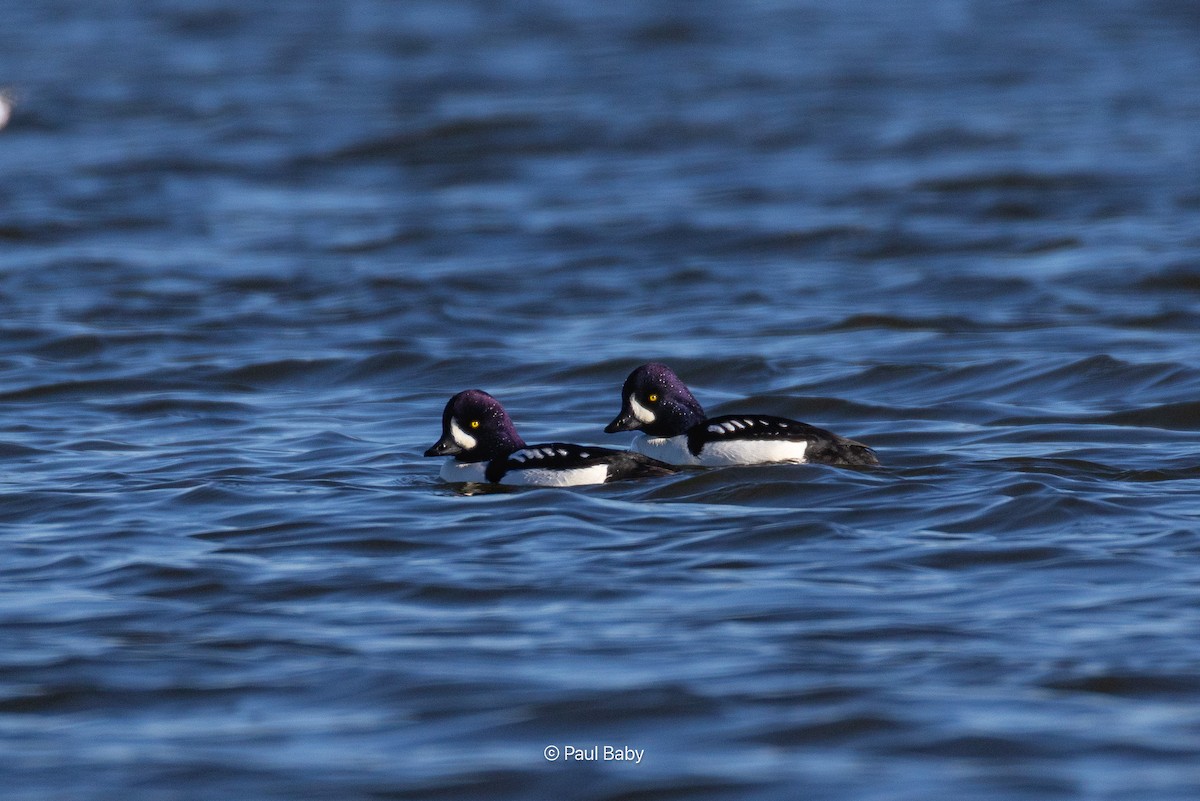 עבראש איסלנדי - ML646093655