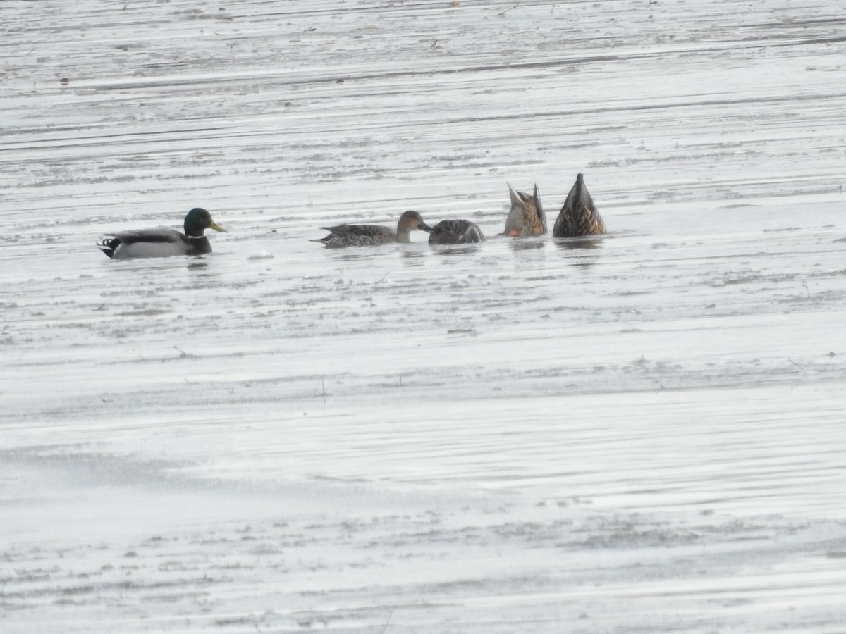 Northern Pintail - ML646093657