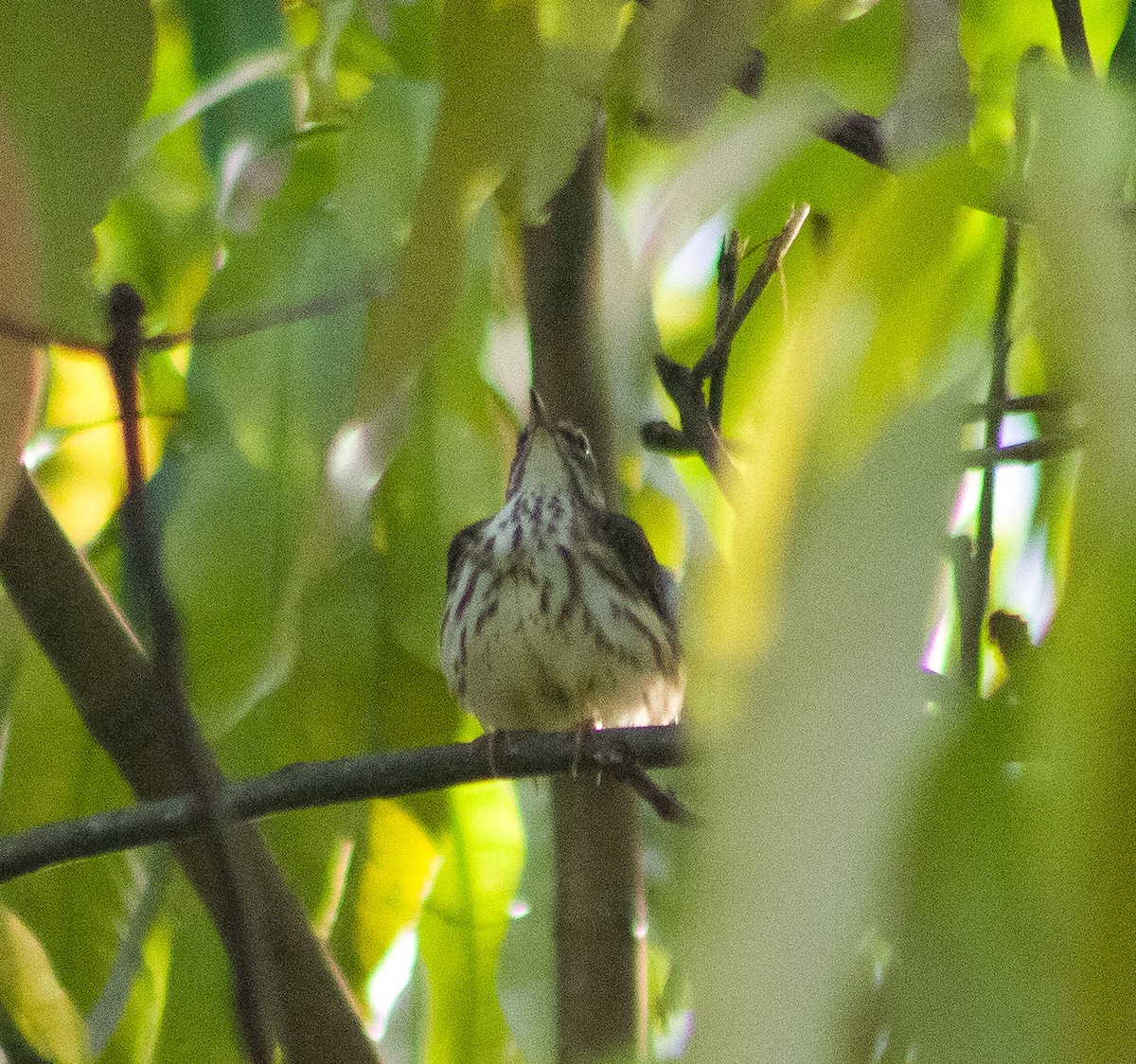Louisiana Waterthrush - ML646093658