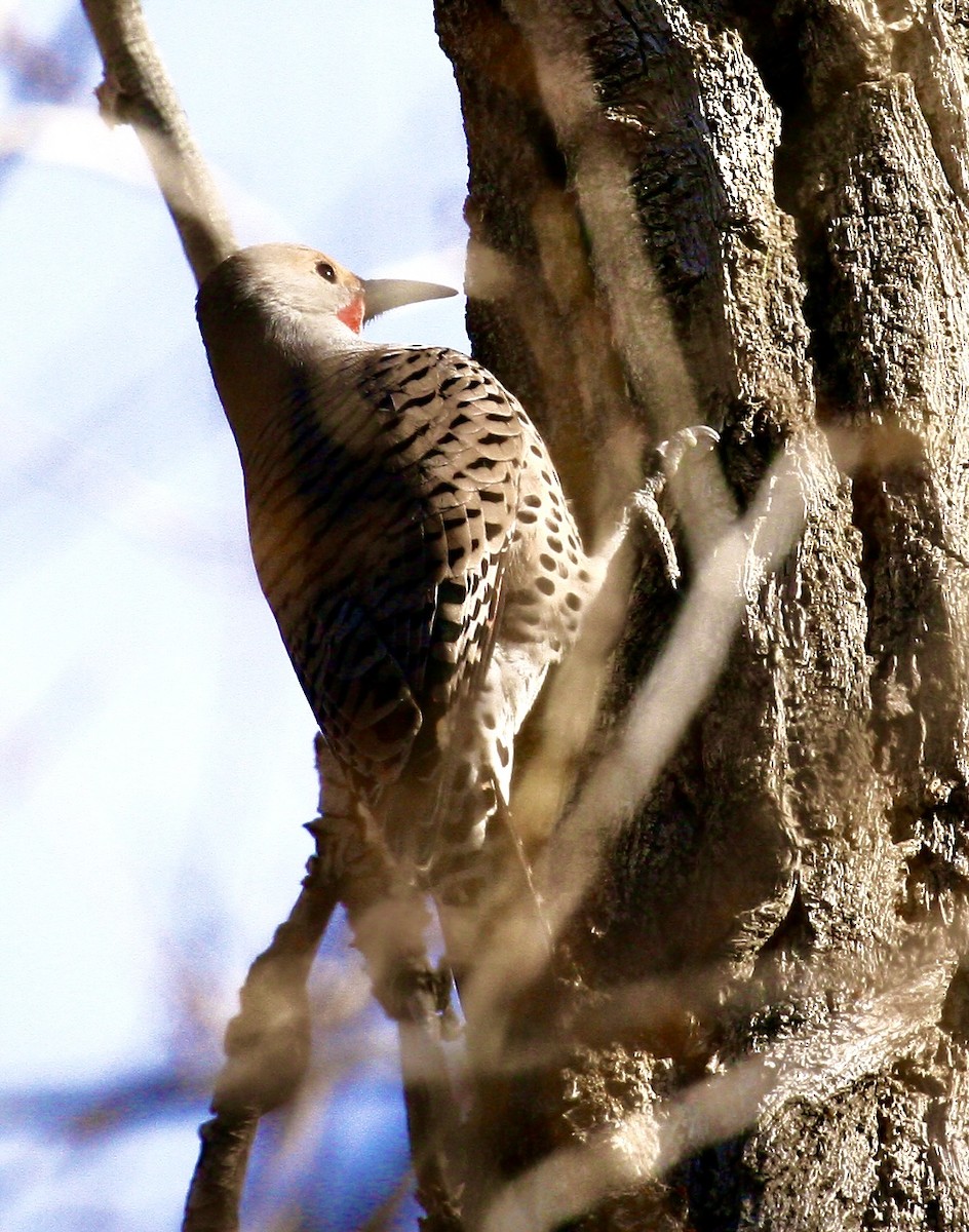 Northern Flicker - ML646093659